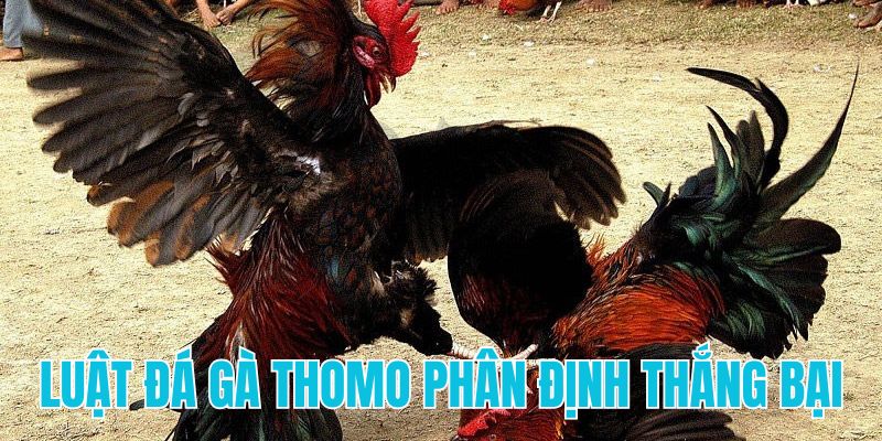 Khám phá luật đá gà Thomo phân định thắng bại