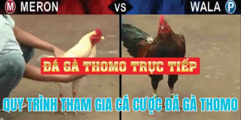 Quy trình tham gia cá cược chọi gà Thom trực tuyến